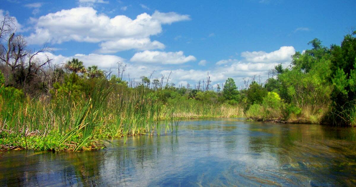 3 Must See National Forests in Florida Apalachicola, Ocala and Osceola