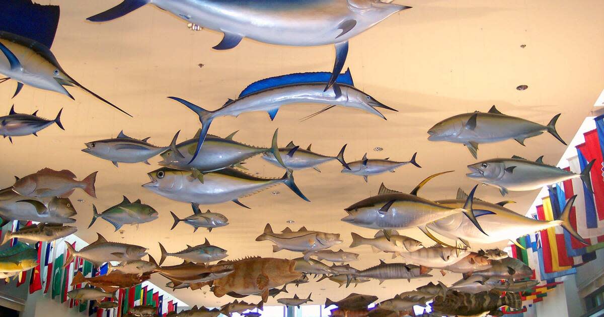 International Game Fish Association Museum in Dania Beach