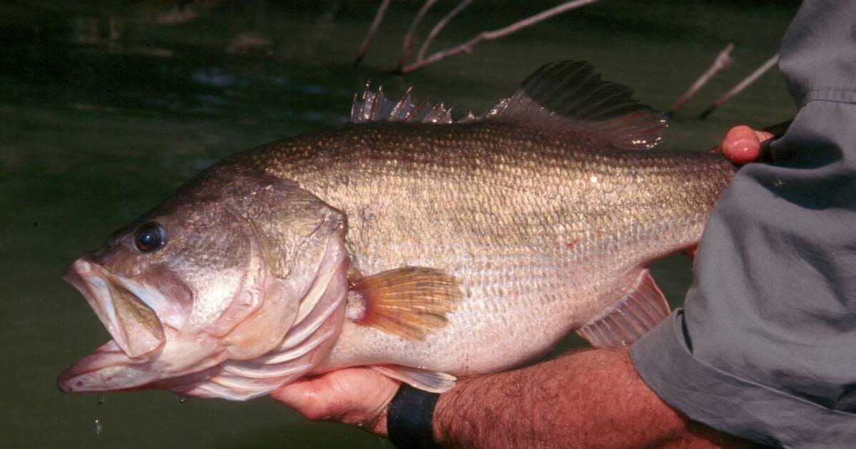 Fly Fishing Florida's Largemouth Bass