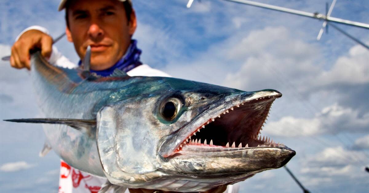 Mackerel Fishing in Florida: King, Spanish and Cero Mackerel Through Florida