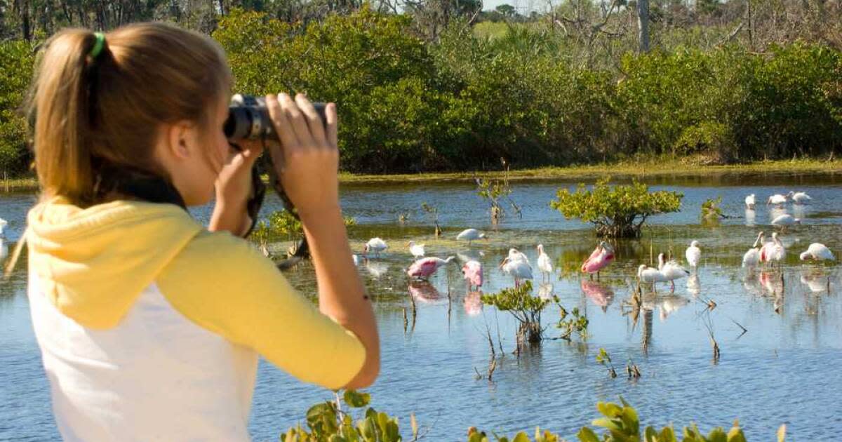 Birding on the Space Coast