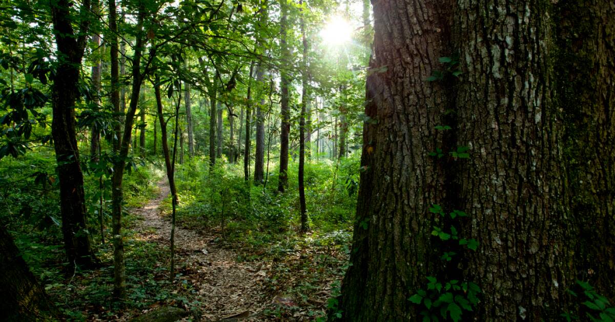Gloriously Wild: Tate #39 s Hell State Forest the High Bluff Hiking Trail