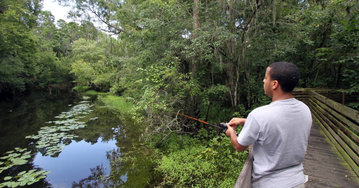 Canoeing Lettuce Lake, and its Gators