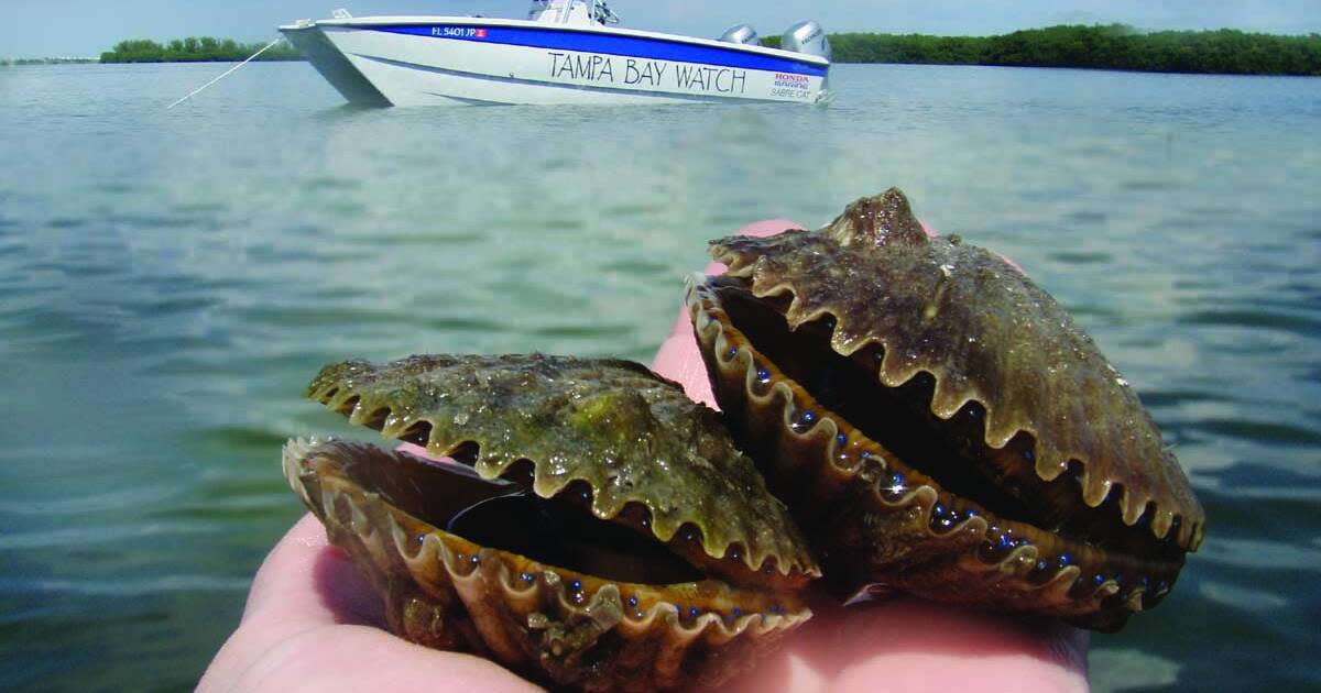 Gulf Coast Scallop Season Catch Them While You Can VISIT FLORIDA