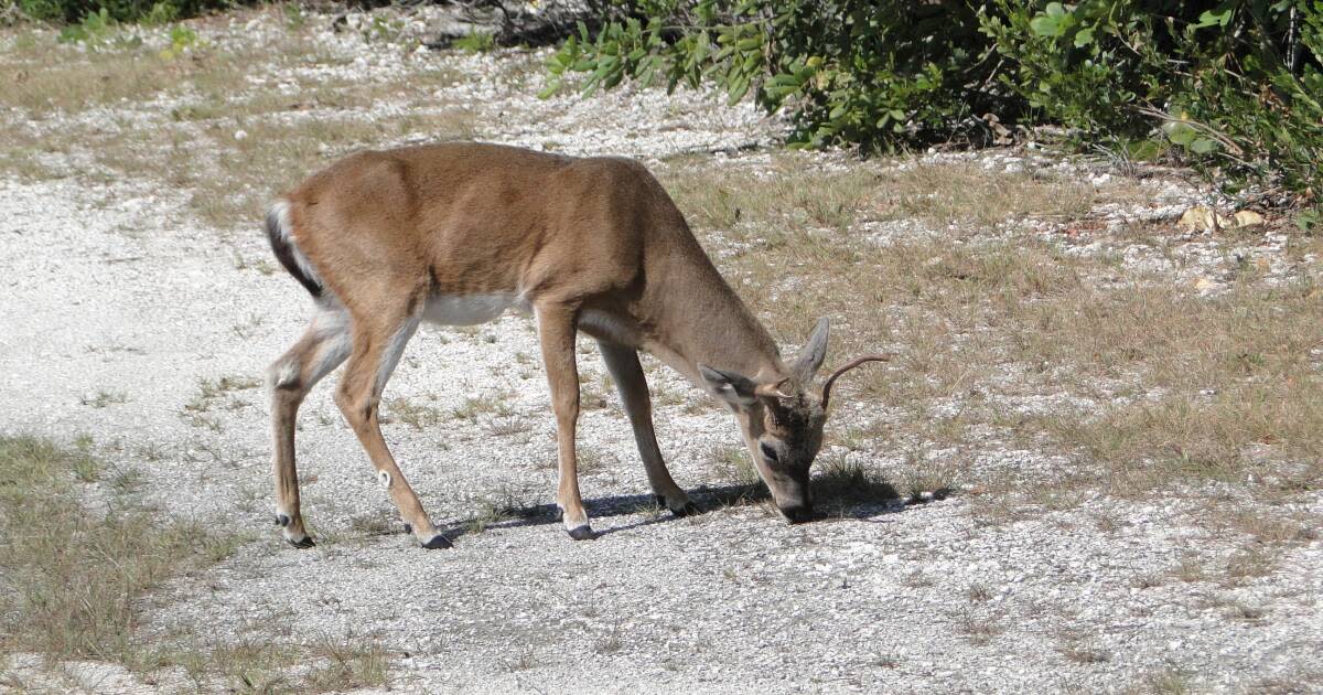 Keys deer top