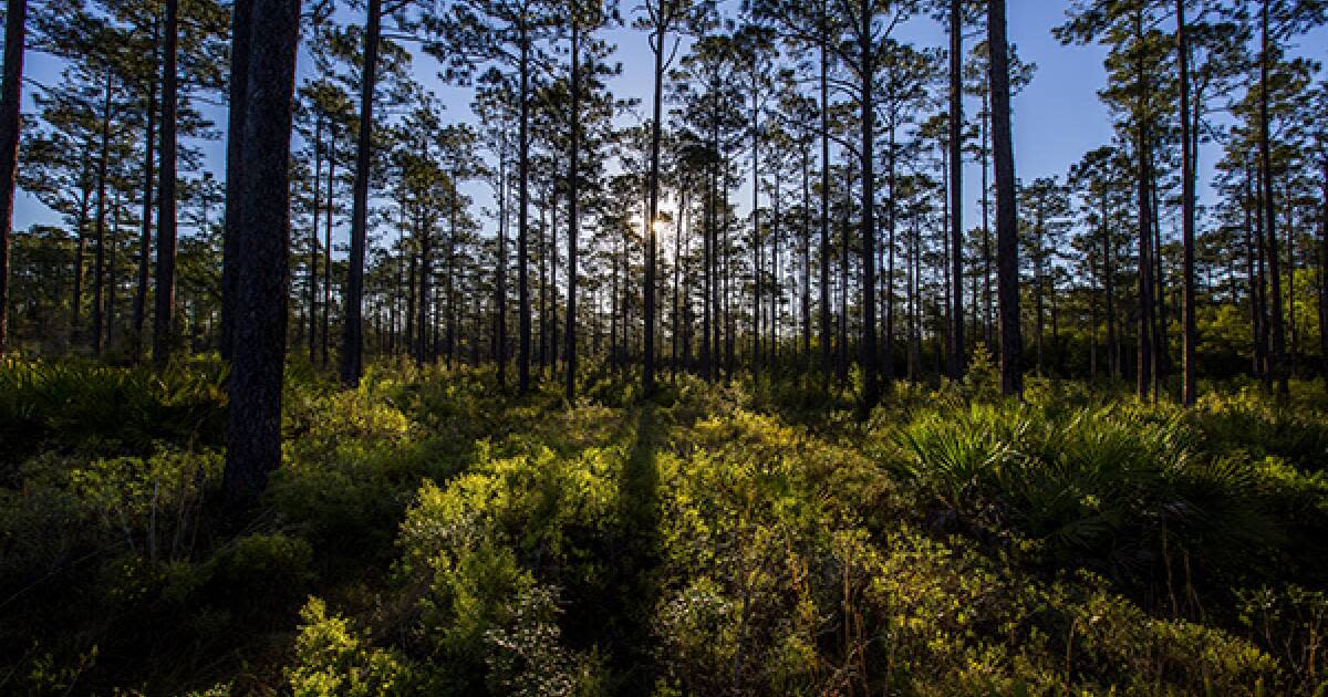 Forests in Florida Discover the Diverse Beauty of Florida's Forests