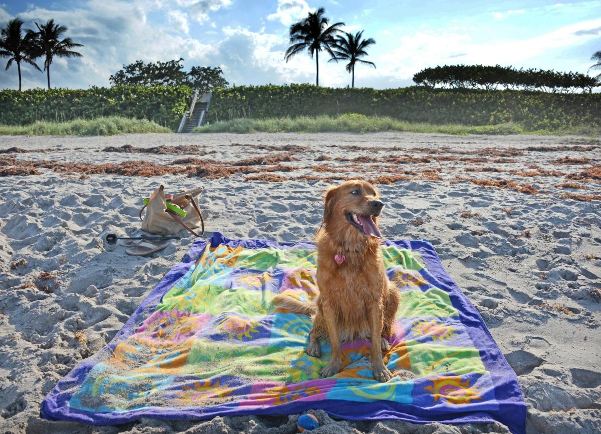 Dog Friendly Florida Discover Top Dog Beaches Parks Hotels More