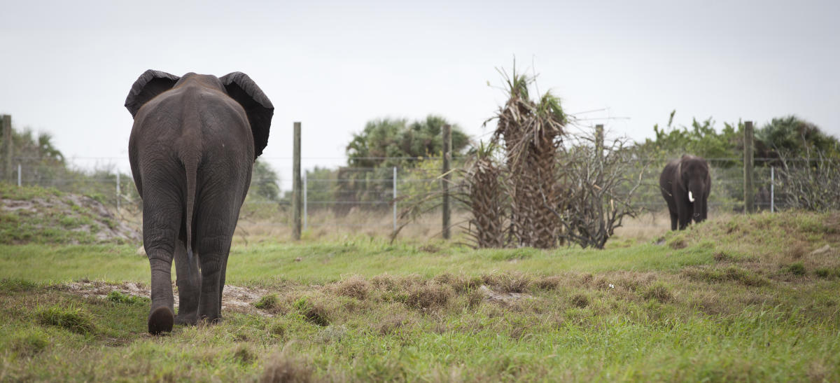 Los elefantes encuentran un refugio en la Florida