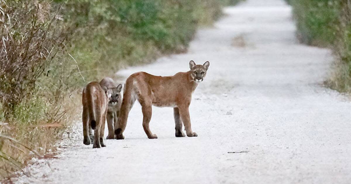 Local Accounts of the Florida Panther, St Lucie River/Indian River
