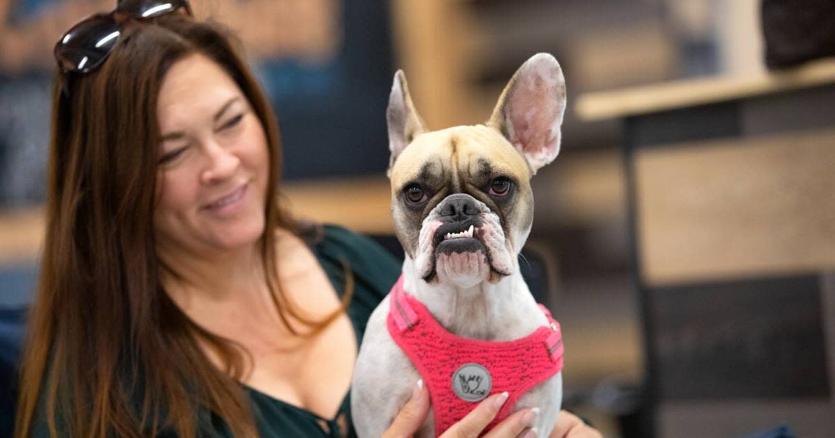 Activities For You And Your Dog In Jacksonville