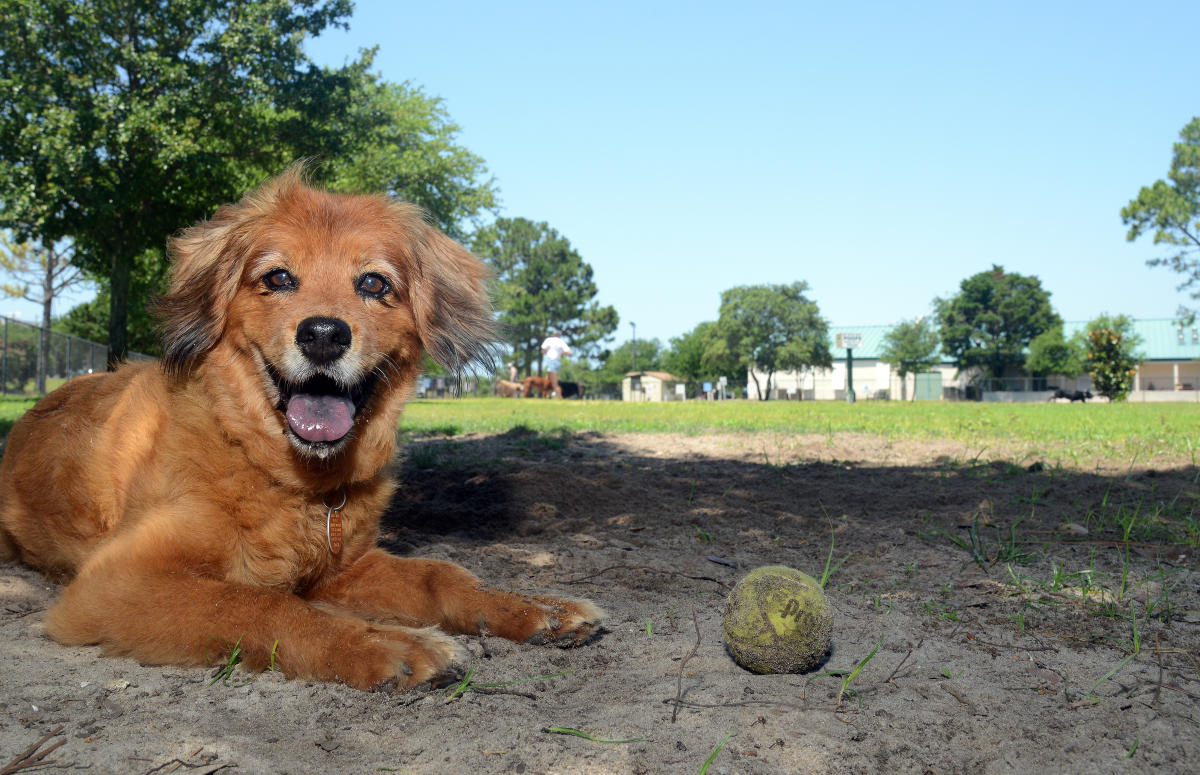 Seven fun things to do with your dog besides going to the park