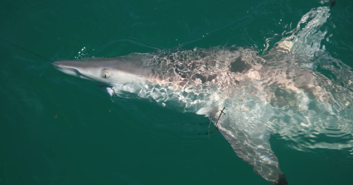 Shark Fishing in Florida: Big Fun with Big Teeth