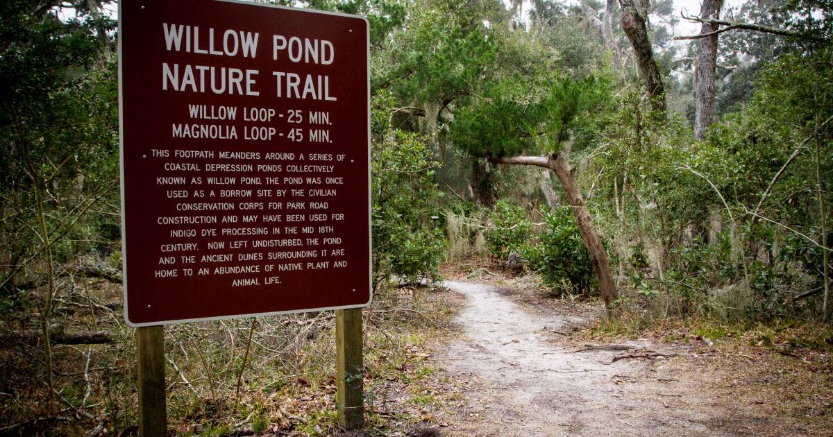 A spooky sort of setting for a hike, the Willow Pond Trails at Fort Clinch  State Park circle glowing greenish pits dug by the Civilian…