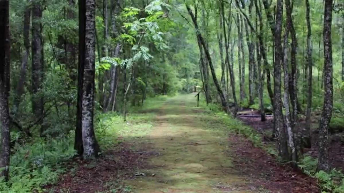 Natural North Florida Osceola National Forest