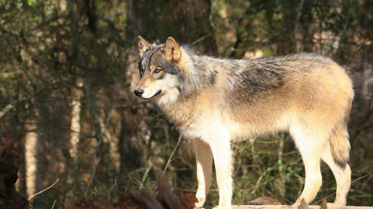 From Waterfalls to Wolves A Washington County, Florida Tour