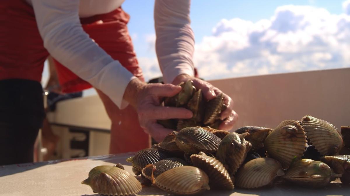 How to Go Scalloping in Florida