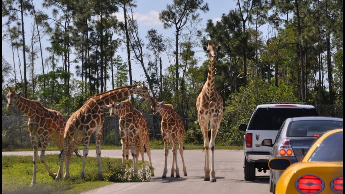 drive your car through safari near me