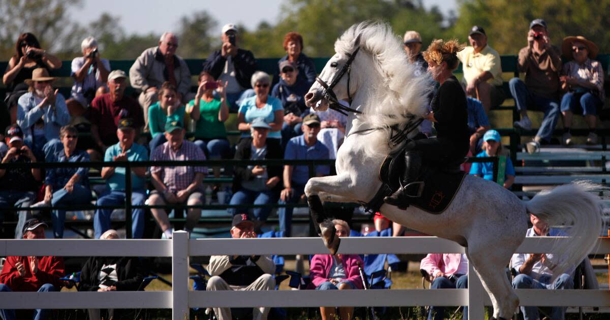 Royal Lipizzaner Stallions in Florida From Austria to the Sunshine State