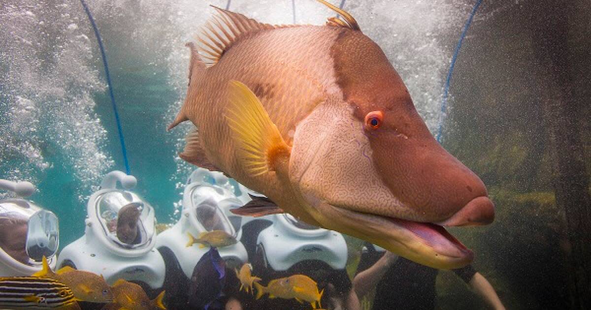 SeaWorld’s Discovery Cove Marine Animal Park in Orlando