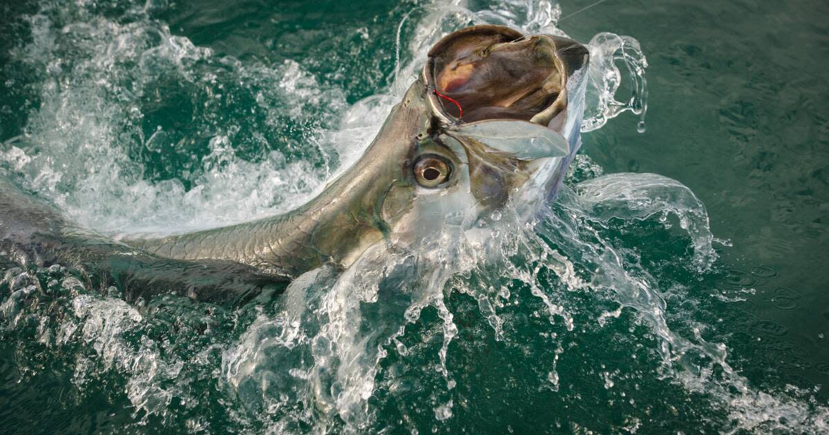 tarpon  New England On The Fly