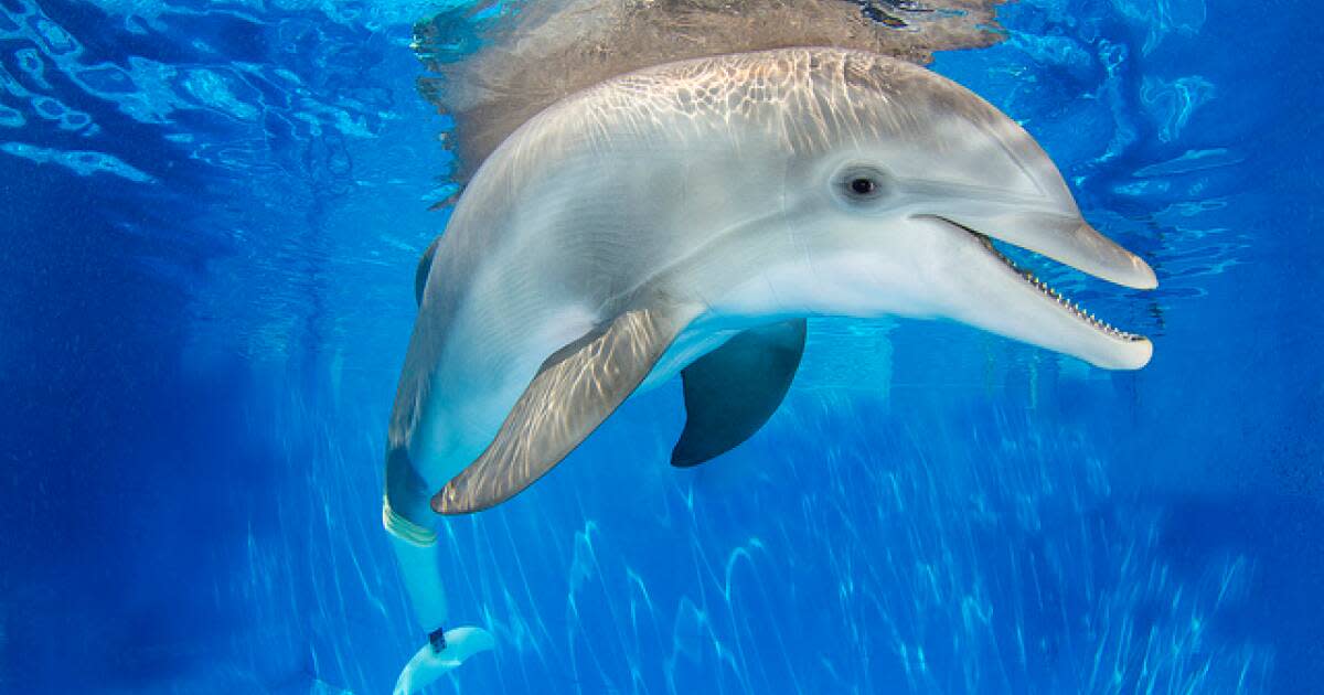 Florida Marine Parks Guide to the Best Marine Parks in Florida