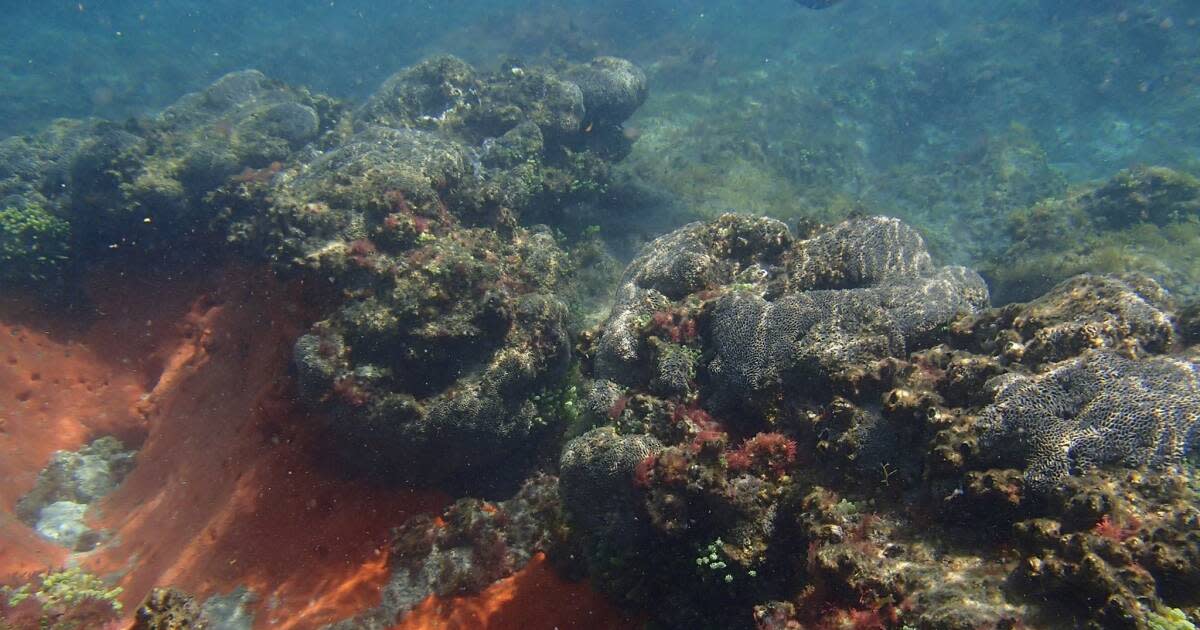 Top Snorkeling Reefs in Florida VISIT FLORIDA