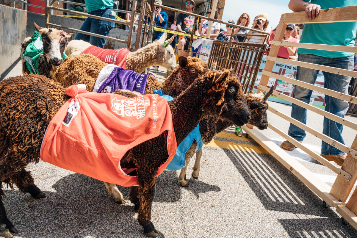 Experience Running of the Wools