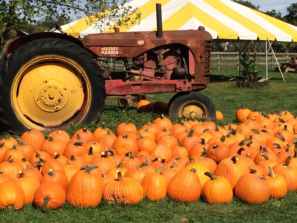 Best Pumpkin Patches in Washington County