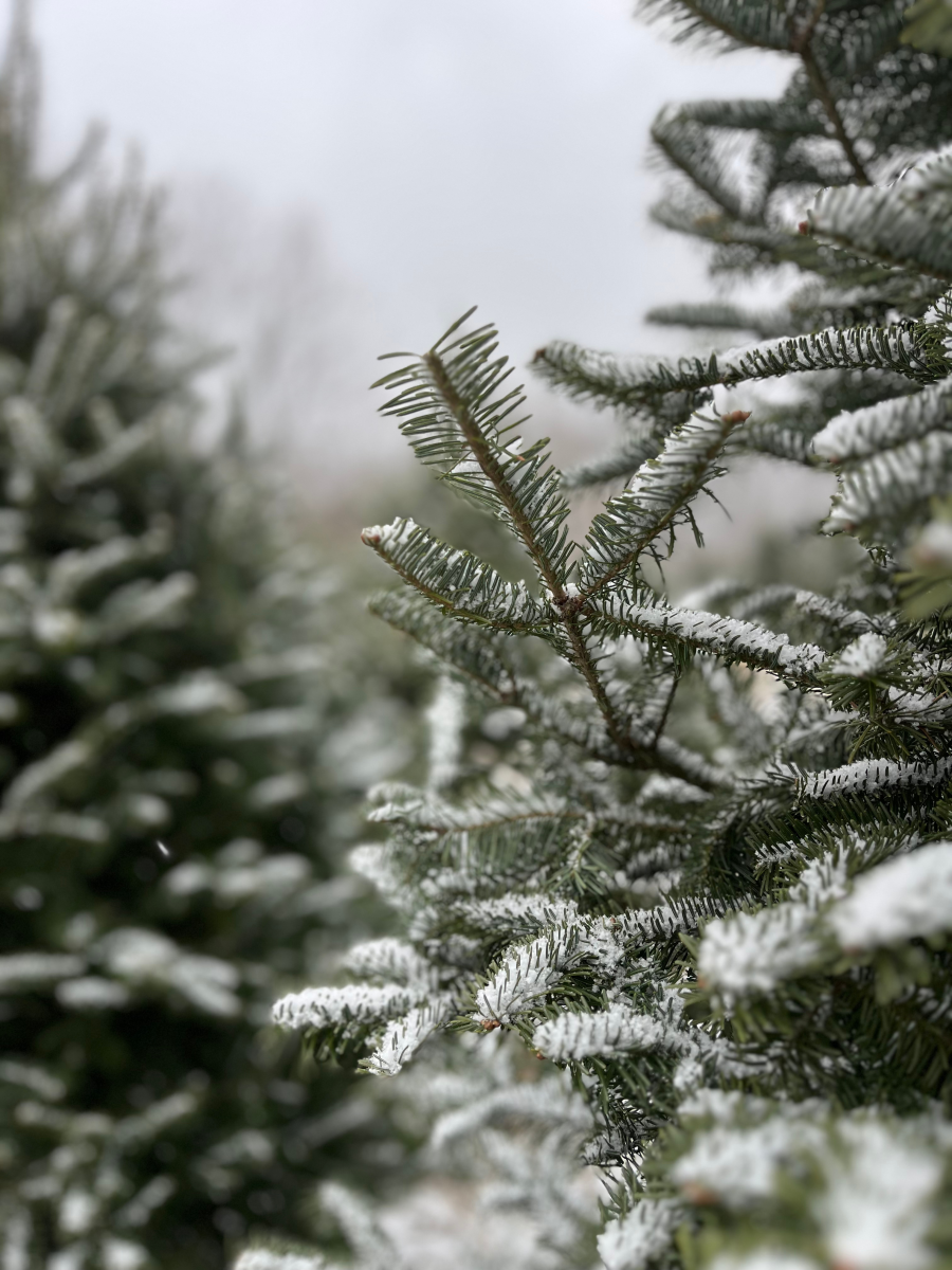 Best U-Cut Christmas Tree Farms Wausau