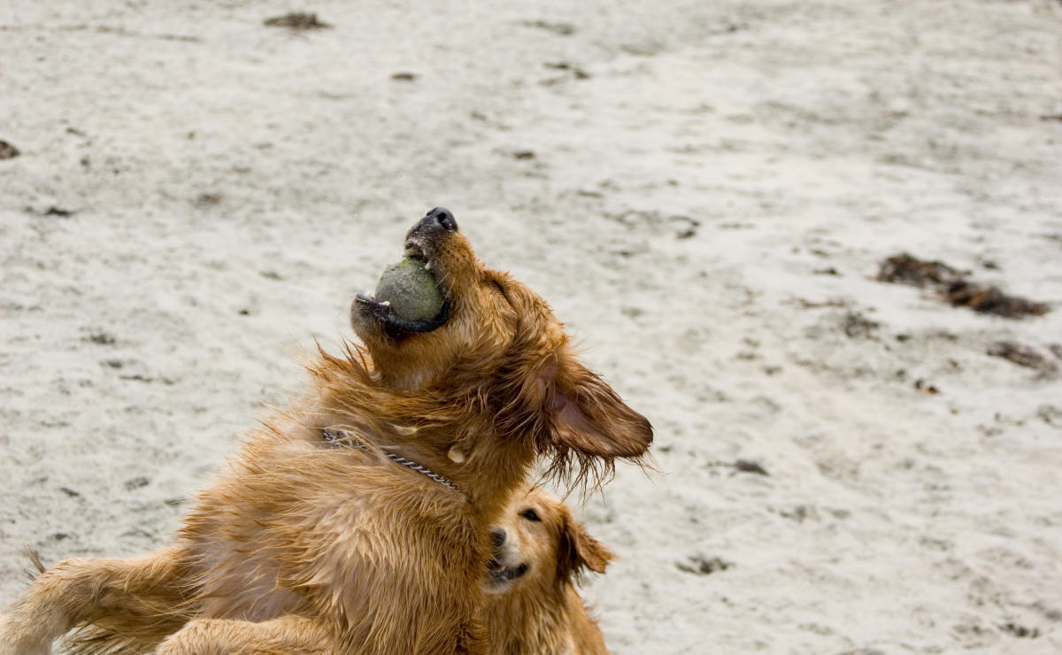 Best Dog Parks San Diego