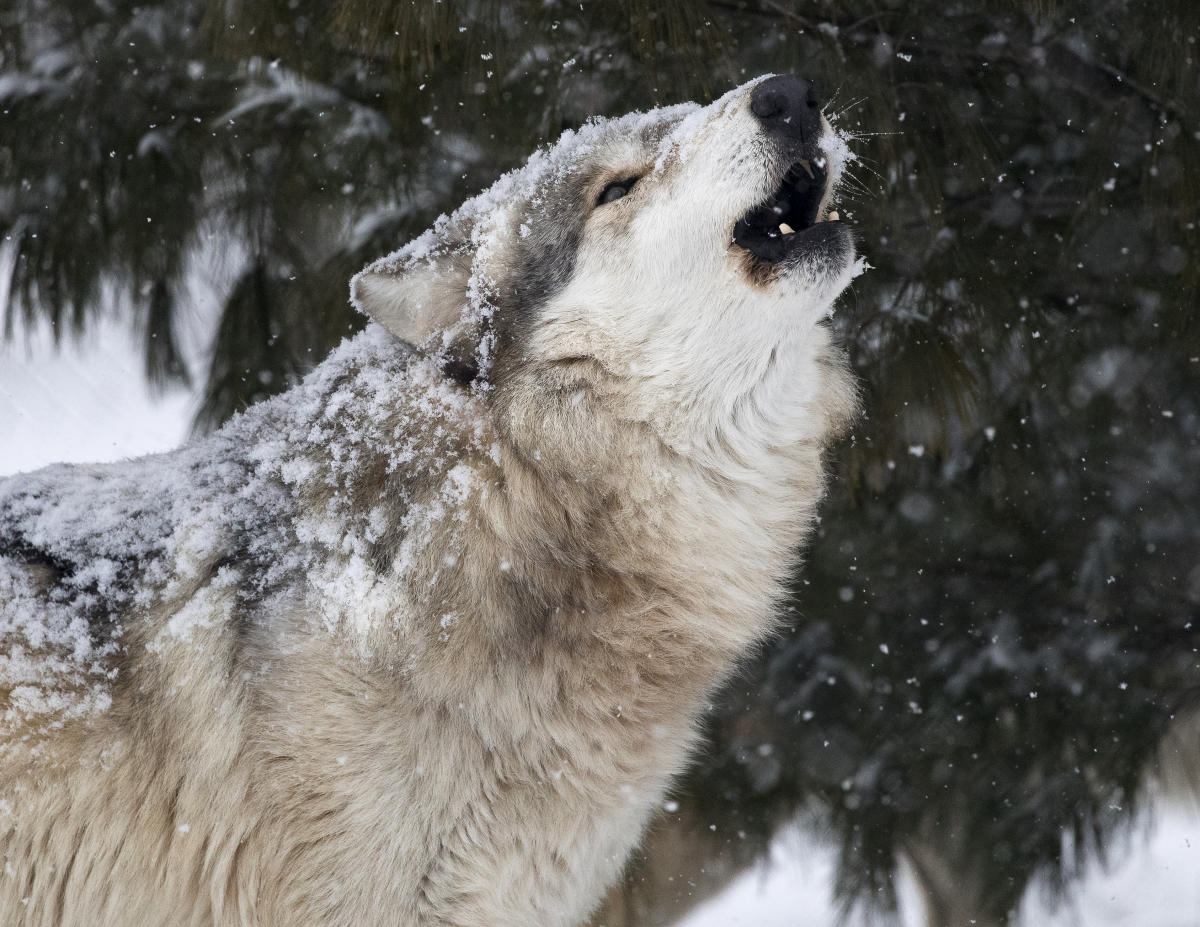 Wolf Howl Nights In Lafayette West Lafayette Indiana