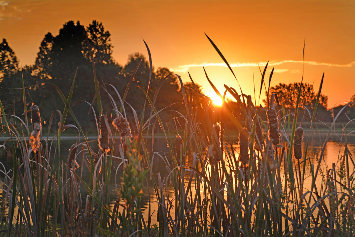 Celery Bog Nature Area in LafayetteWest Lafayette, Indiana
