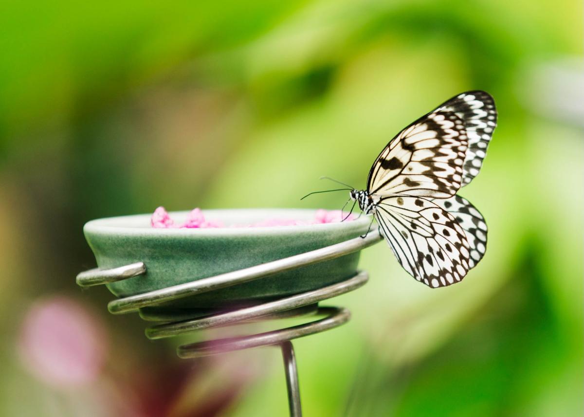 Butterflies Are Blooming Returns to Meijer Gardens March 1–April 30 for ...