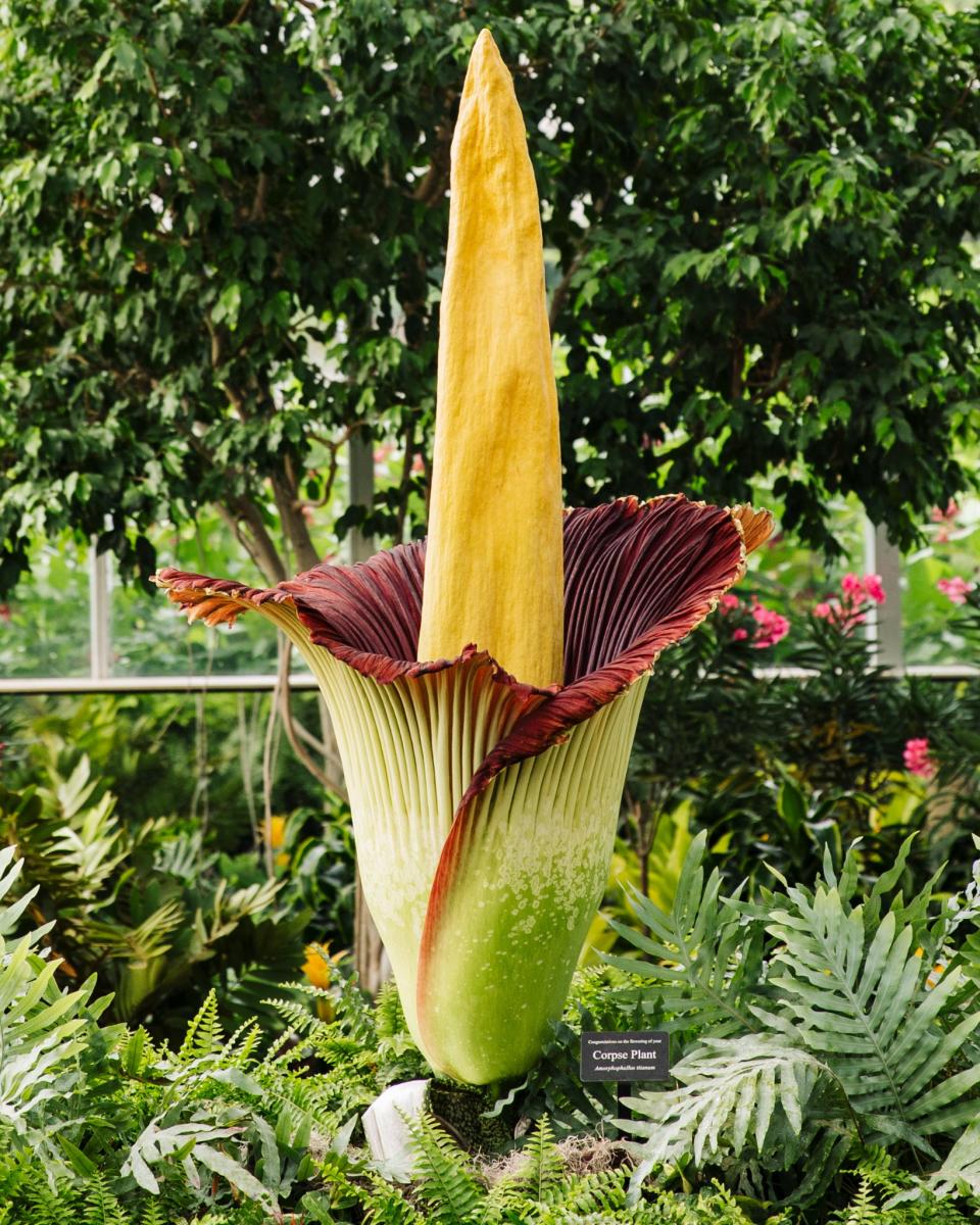 Corpse Flower Set To Bloom at Frederik Meijer Gardens & Sculpture Park