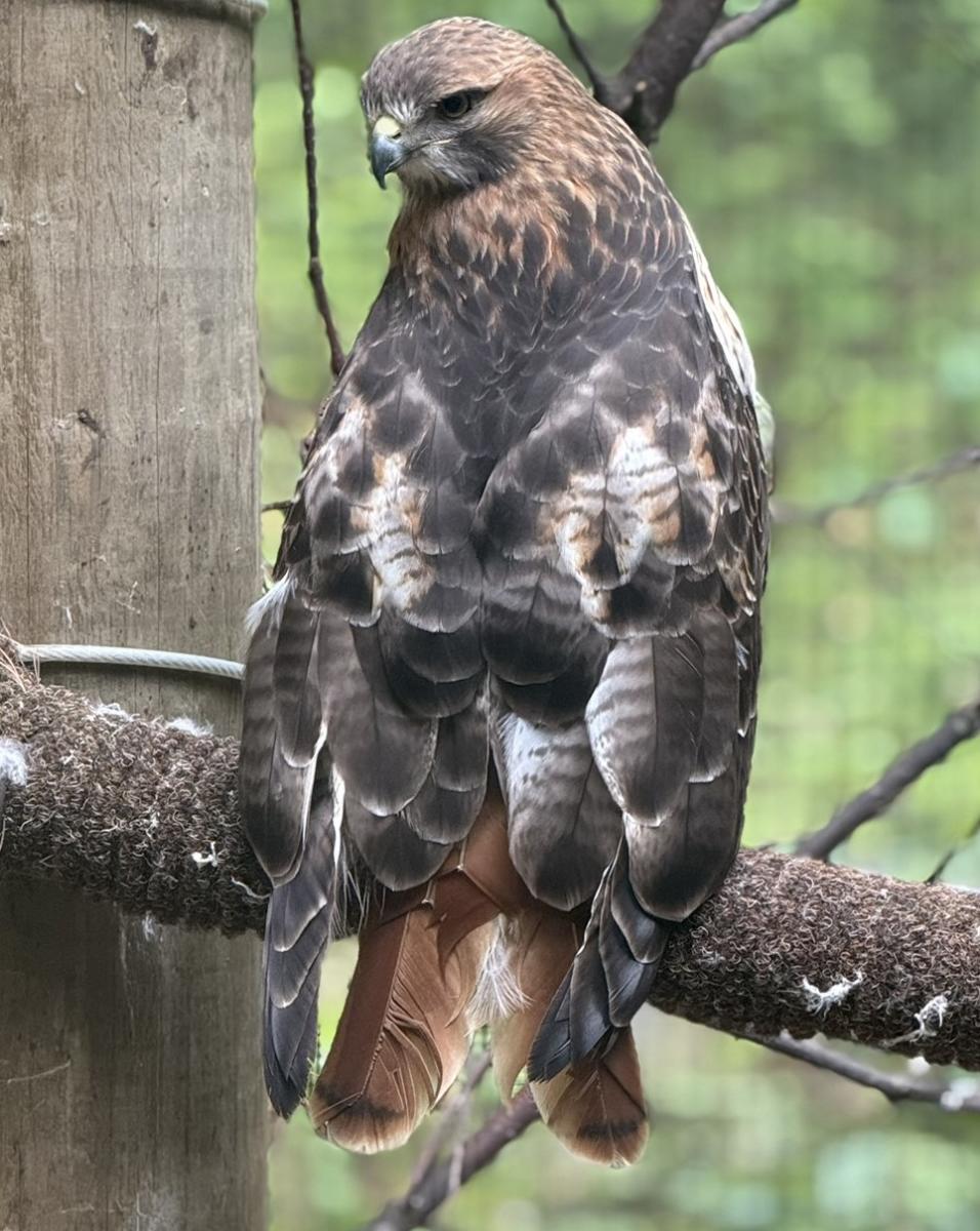 Hawk Pellets Science SQUAM LAKES NATURAL SCIENCE CENTER HONORED WITH THREE “BEST OF” AWARDS ...