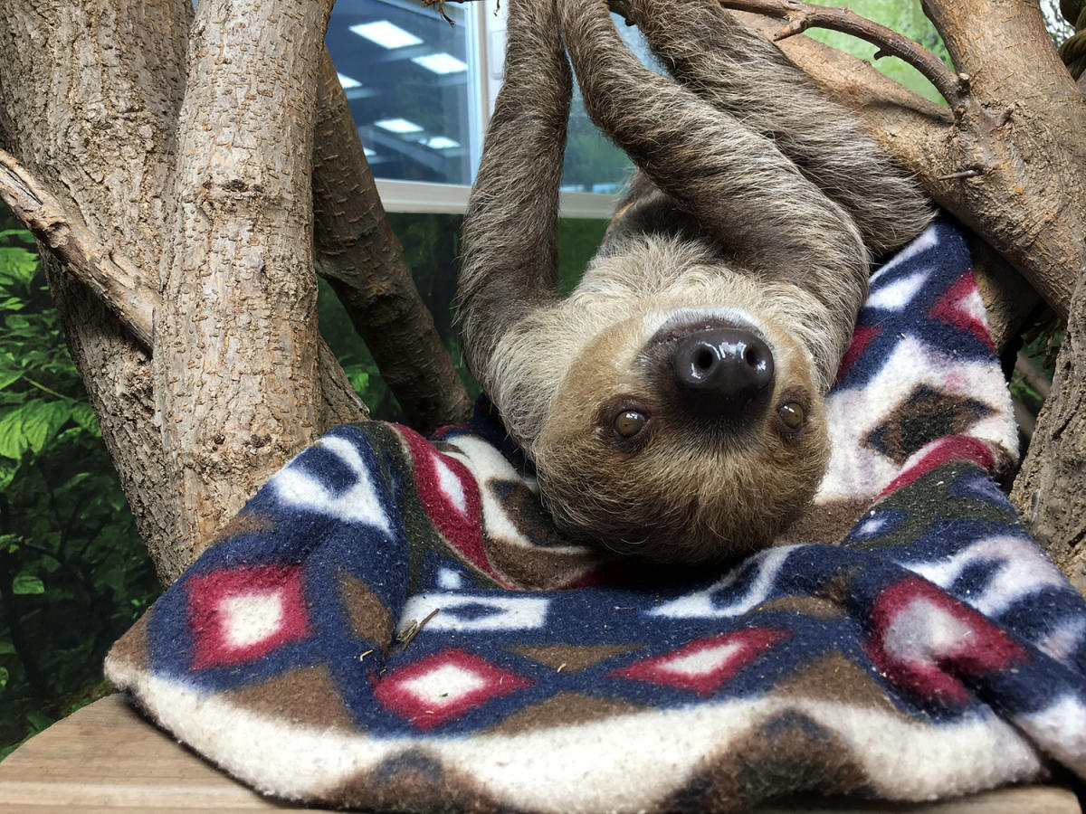 Uniquely Wichita: An up-close encounter with a sloth at Tanganyika