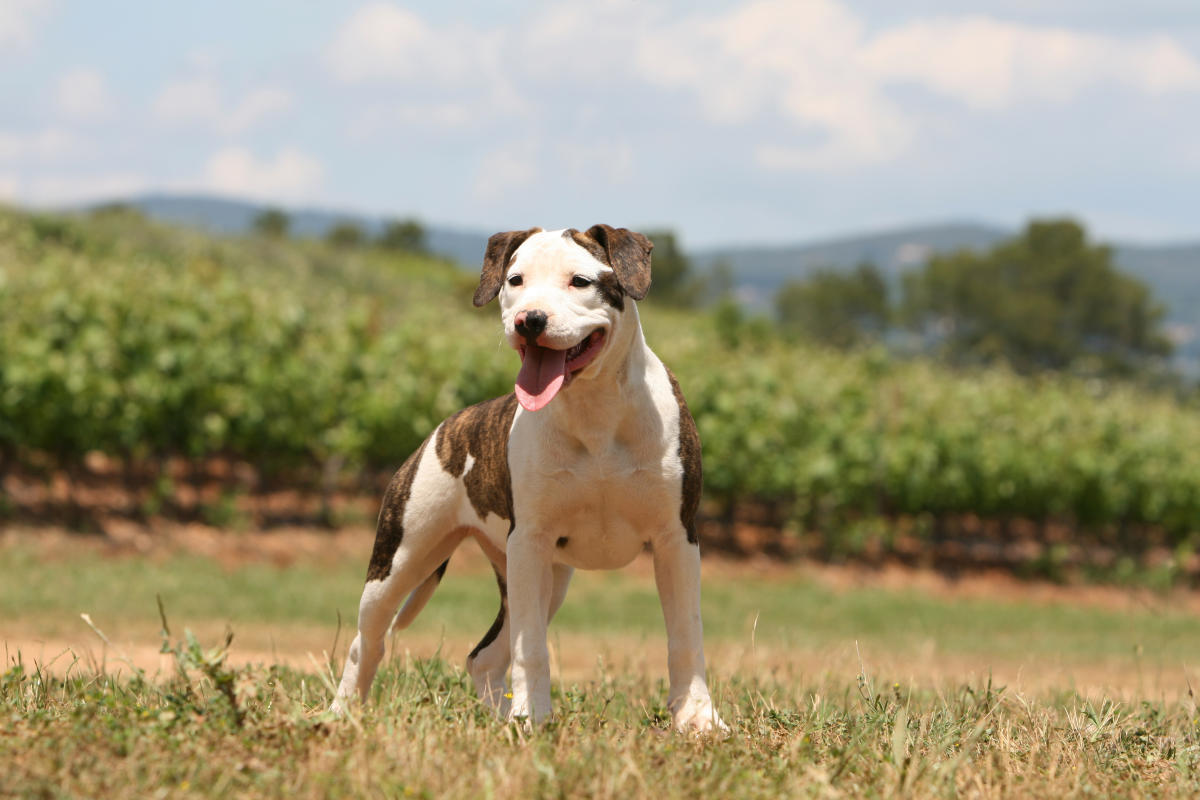 Dog Friendly Wineries Willamette Valley