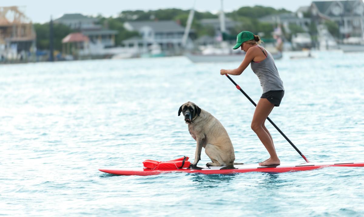 Wrightsville Beach Rules For Dogs Dogs Playing On The Beach. Leash Law