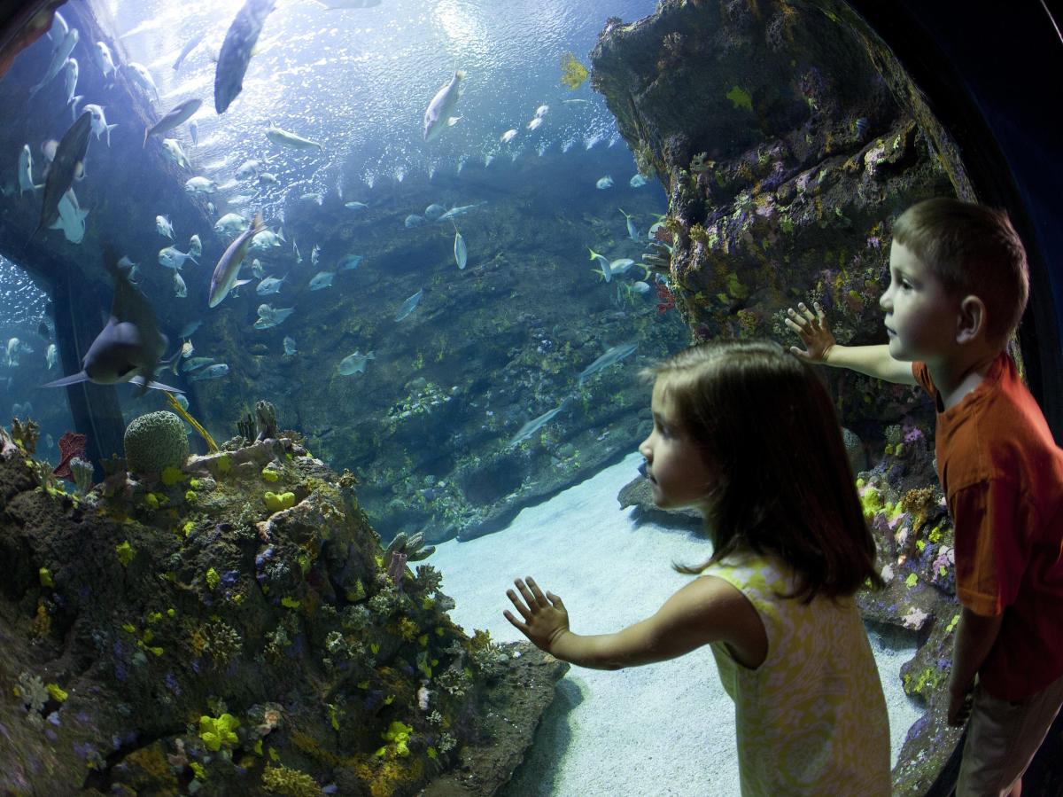 ATTRACTIONS VISITWILMINGTONNC COM intelligence overview