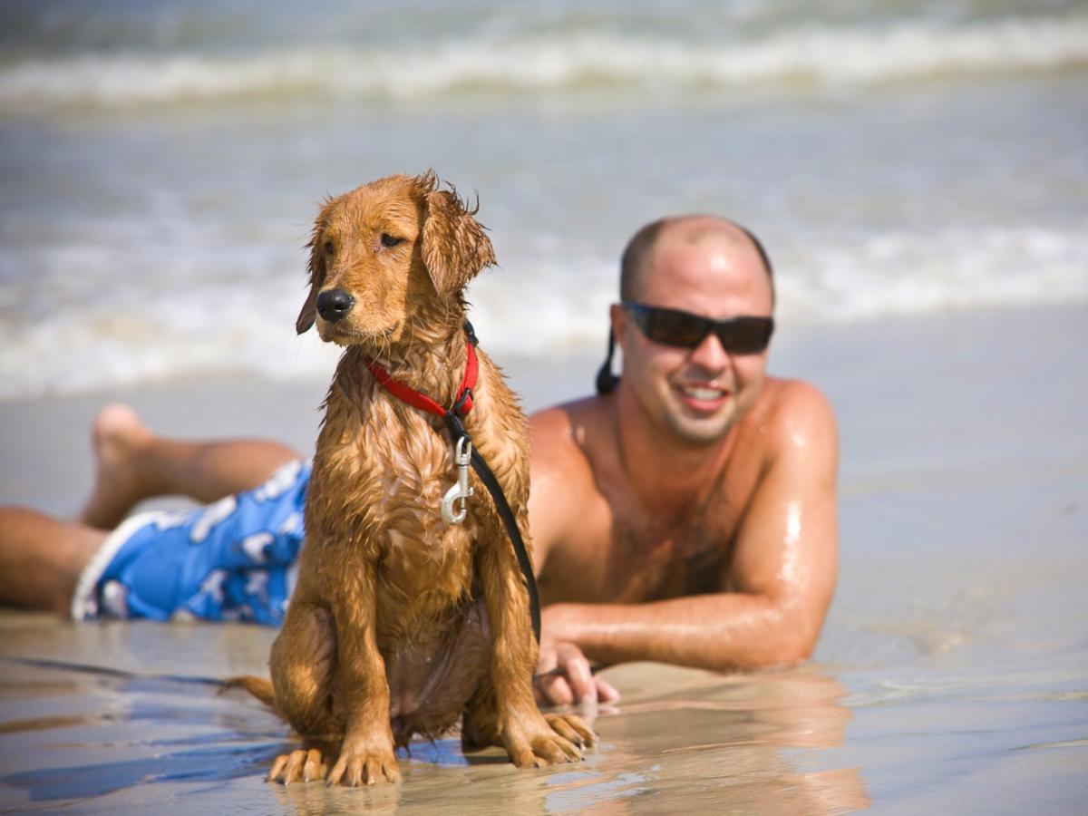A Dog Lover S Guide To Carolina Beach