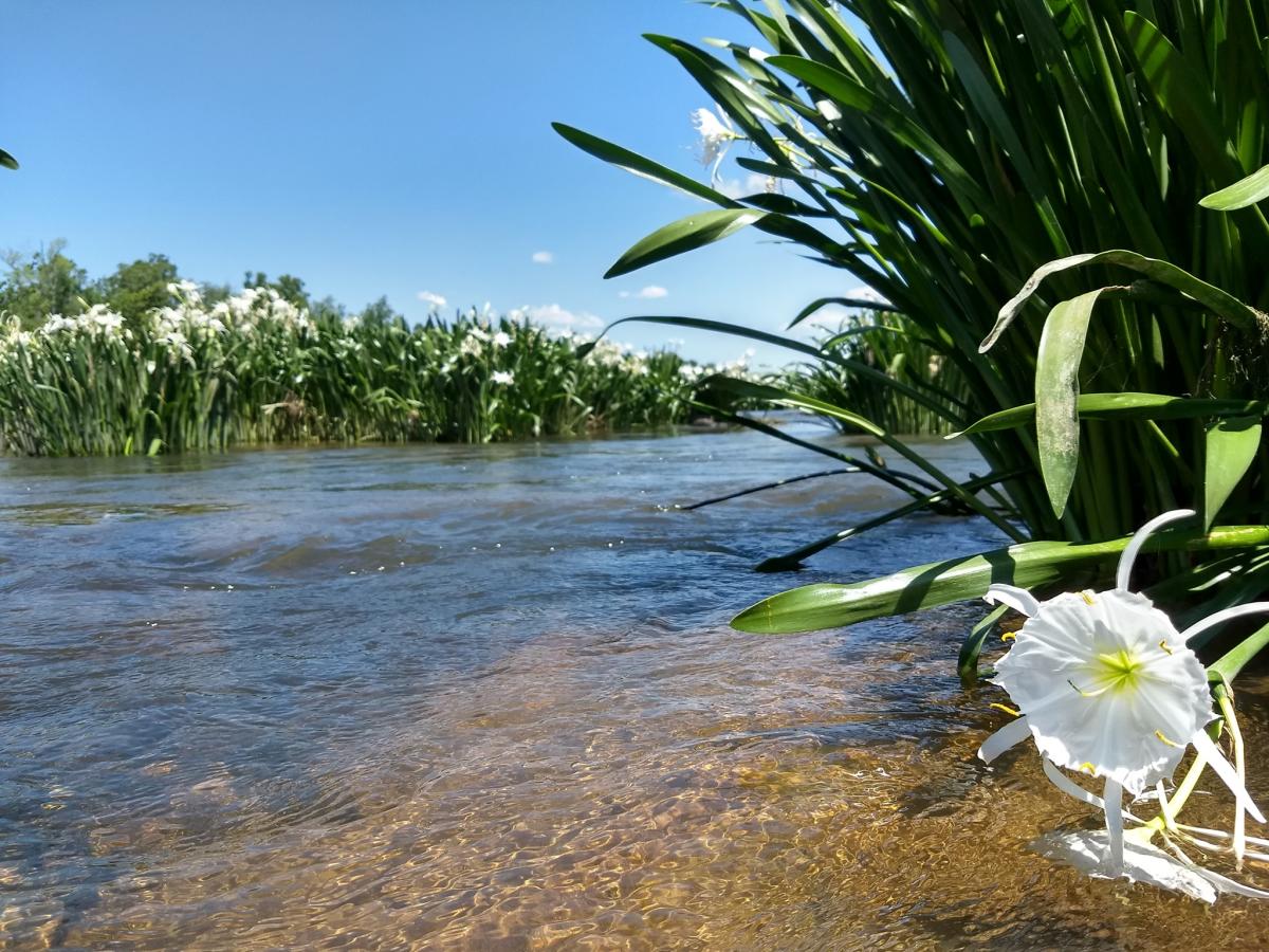 Discover the Spider Lily Blooms at Landsford Canal State Park in South  Carolina | York County, SC