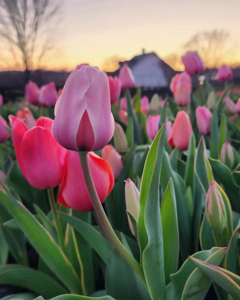 Pick Your Own Flowers at These York County Farms