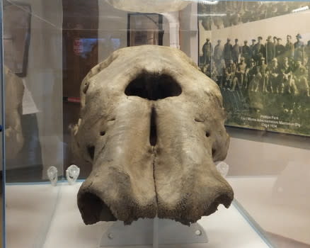Mastodon Gallery at Phillips Park Zoo