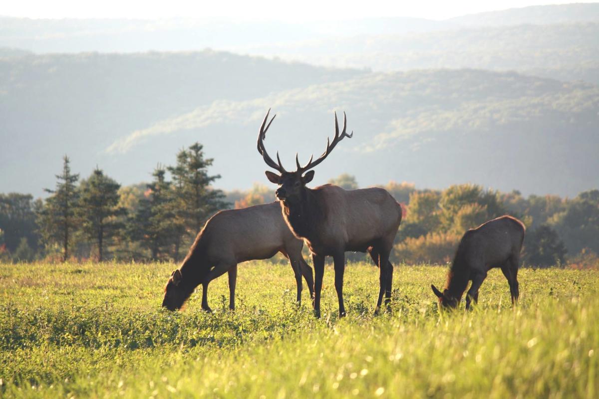 Elk Springerville Elk Scenic Drive | Pennsylvania