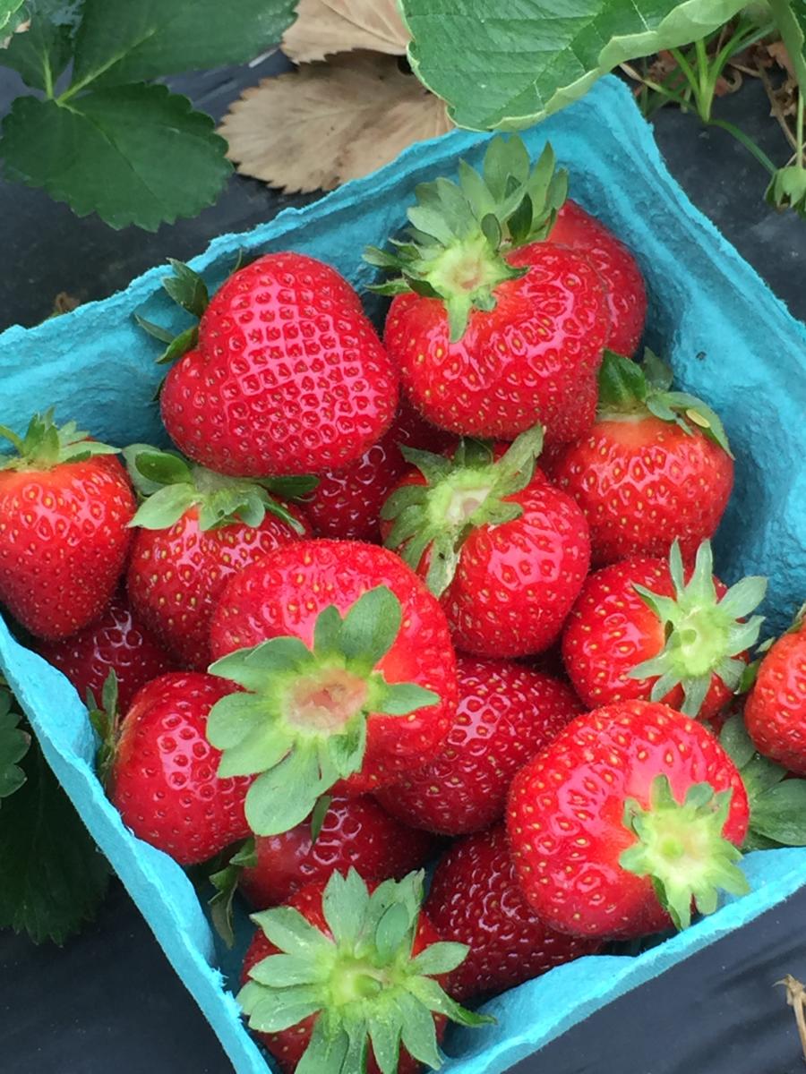 MillFarm Christmas Trees & Berry Farm