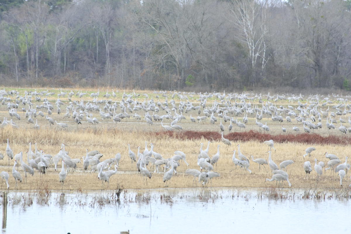 Festival of the Cranes