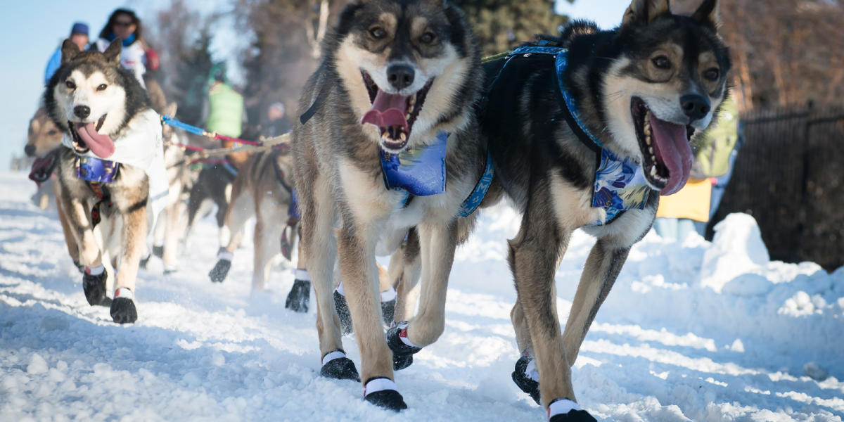 Salmon Berry Travel & Tours Anchorage