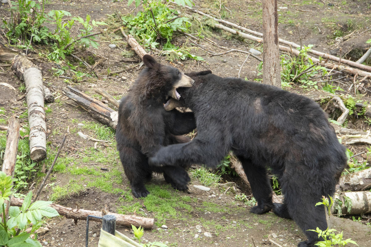 Animal Feeding Experiences at the Alaska Zoo