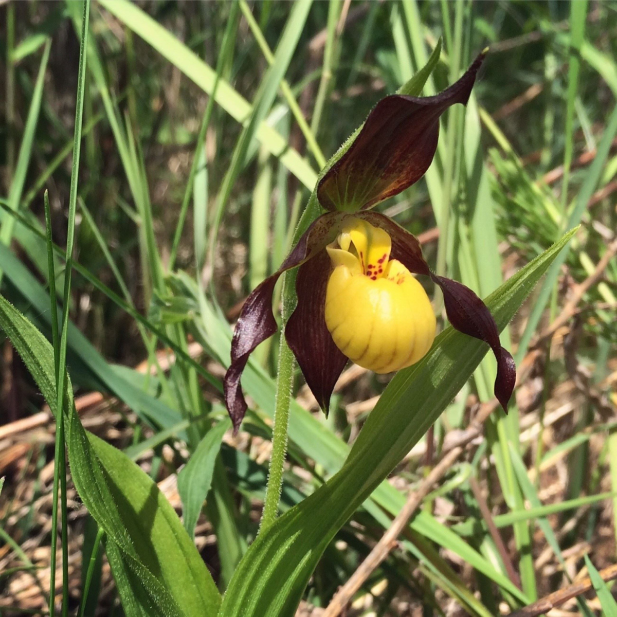 Clark & Avis Spike Preserve