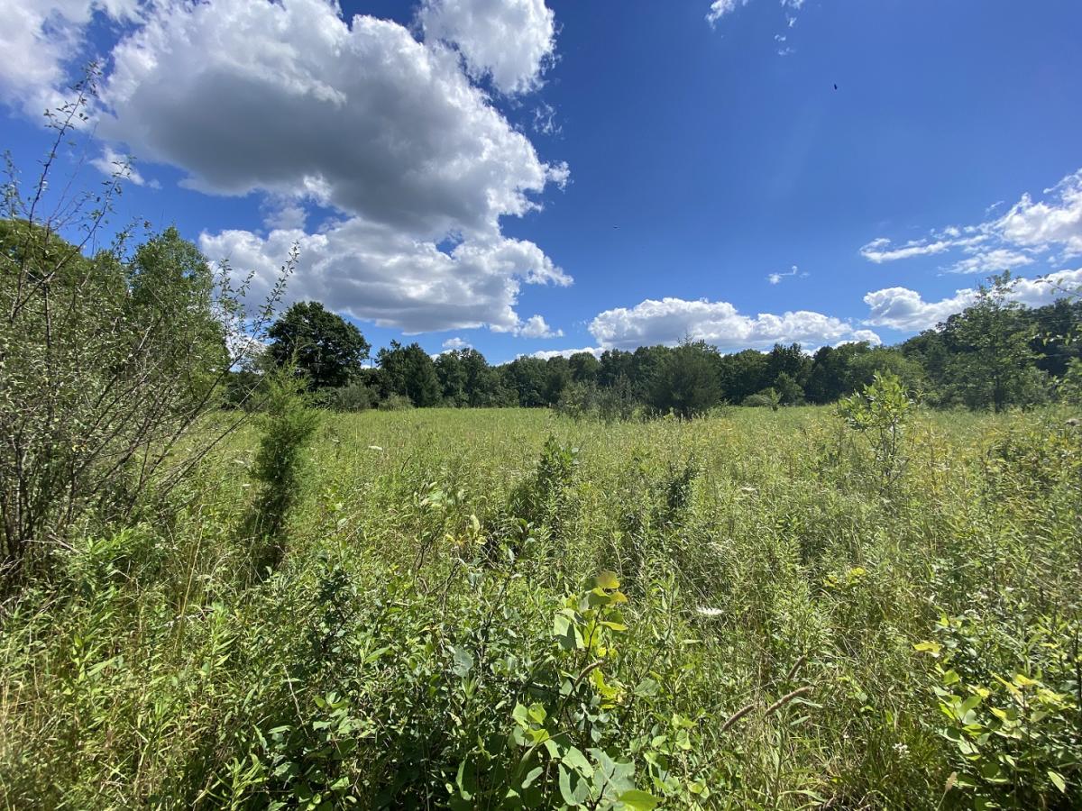 Woodland Nature Preserve